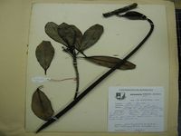 Herbarium sample